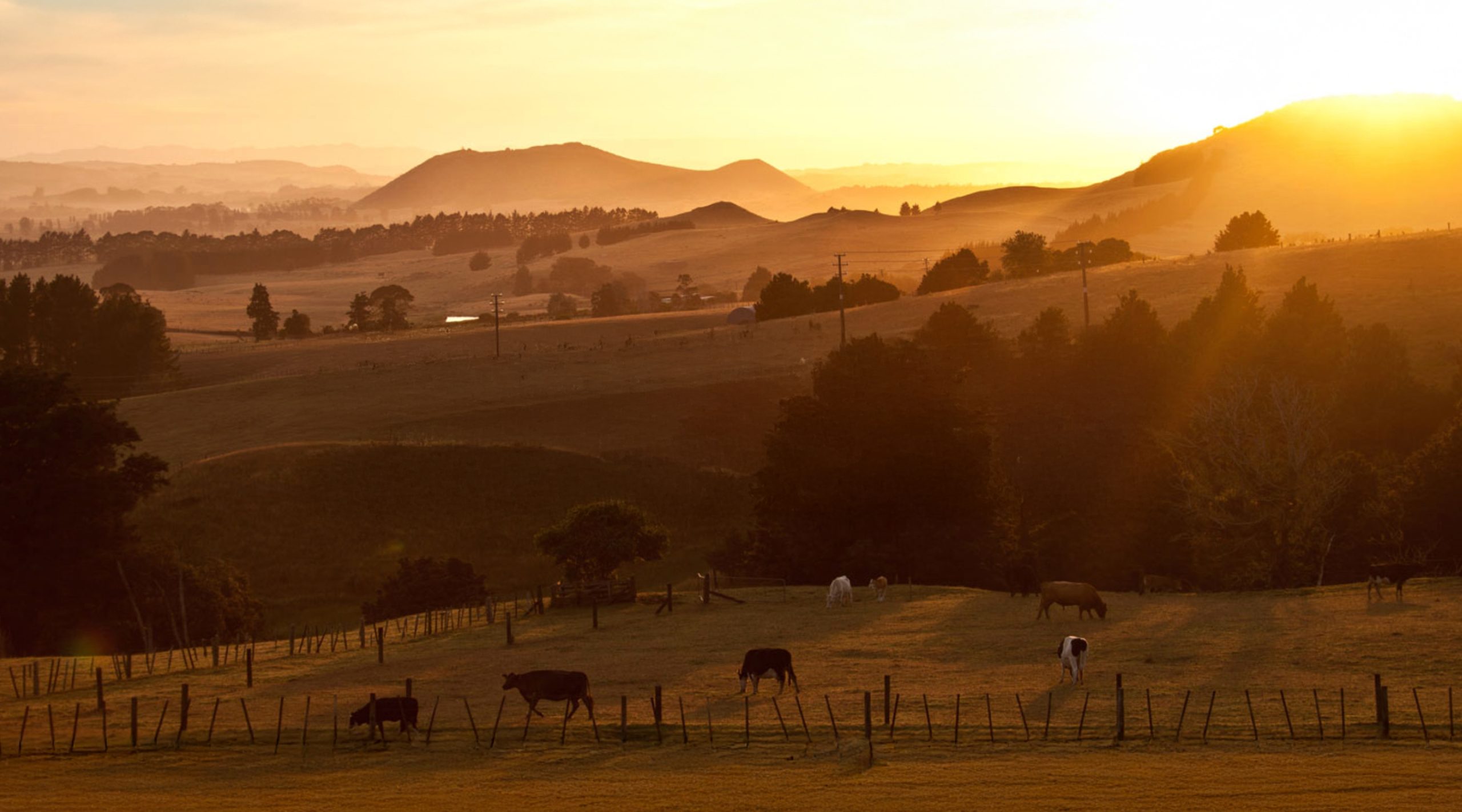Colorado Boxed Beef Company